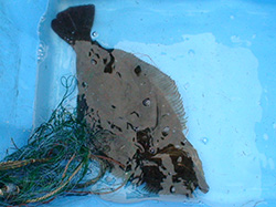 鹿児島湾で漁獲されたヒラメ）