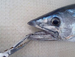 鋭い歯が魚名の由来