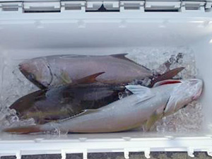 3ヶ月ぶりの釣果に、満足