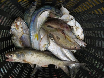 研究対象のThreadfin（一番下）