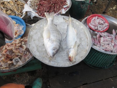 研究対象種Threadfin fish（右側）
