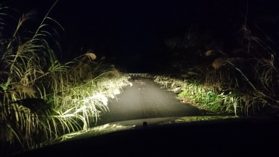 アマミノクロウサギ（見えますか？）