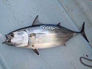 Euthynnus は eu=good, thynnus=tuna の意味。でもマグロよりはるかに美味い魚