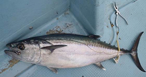 鋭い歯を持つので英名はDogtooth tuna釣り味は力強く抜群だが、食味はとても残念 