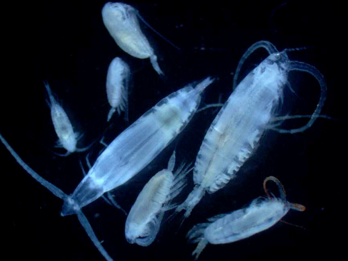 海洋中深層の生物群集は表層の生物生産に依存する