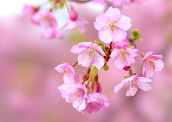 令和５年度「父母等のつどい」のご案内