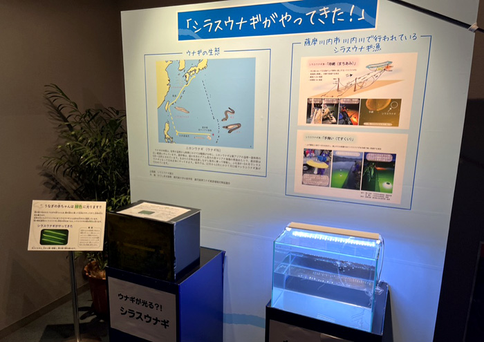かごしま水族館で鹿児島大学水産学部共催のシラスウナギを展示しています