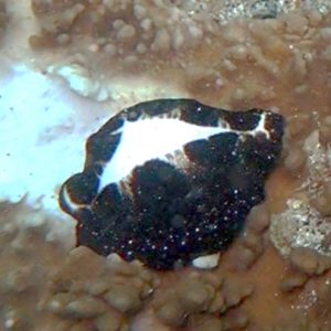 第69回 香料・テルペンおよび精油化学に関する討論会（TEAC2025）で農林水産学研究科 食品創成科学専攻 修士２年の椎葉望実さんがベストプレゼンテーション賞を受賞しました